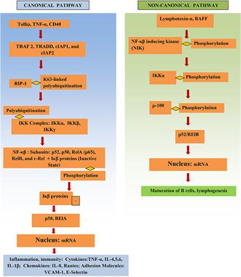 Regulation of Nuclear Factor Kappa-Light-Chain-Enhancer of Activated B Cells (NF-κβ) in Inflammatory Bowel Diseases